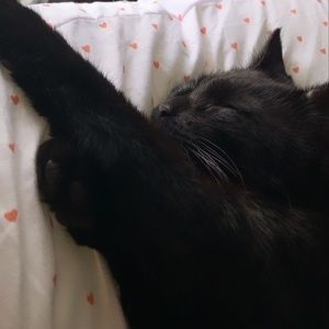 Meet your Posher, Jazzy